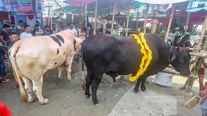 যাত্রাবাড়ীর শনিরআখড়ায় অস্থায়ী হাটে ফ্রিজিয়ান জাতের বড় দুটি গরু দেখতে ভিড় জমিয়েছে মানুষ। ফরিদপুর ও নড়াইল থেকে আনা গরুর দুটি প্রত্যেকটির ওজন এক টনের ওপরে। জোড়ায় দাম চাওয়া হচ্ছে ৩০ লাখ টাকা