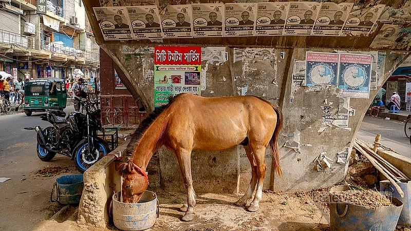 বিভিন্ন পণ্যের দাম বেড়ে যাওয়ায় বেড়েছে ঘোড়ার পরিচর্যা খরচও; কিন্তু চাহিদা কমেছে ঘোড়া গাড়ির। খাওয়া-দাওয়া থেকে পরিচর্যা- সব মিলিয়ে একটি ঘোড়ার পেছনে একদিনে খরচ হয় ৪০০ থেকে ৫০০ টাকা। কিন্তু সদরঘাট থেকে গুলিস্তানে  ঘোড়ার গাড়ি চালিয়ে একদিনে উপার্জন হয় ১২০০ থেকে ১৫০০ টাকা। তাতে পোষাচ্ছে না চালকদের