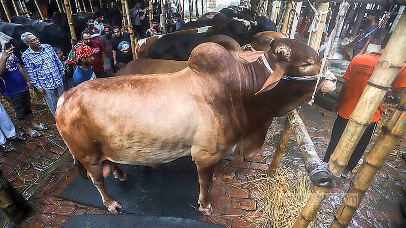 রাজধানীর গাবতলী পশুর হাটে শুক্রবার বেপারীর সঙ্গে গরুর দরদাম করতে দেখ যায় ক্রেতাদের