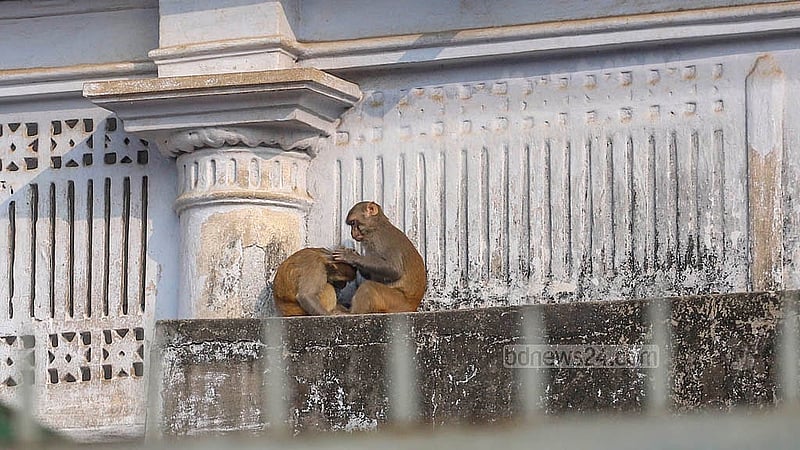 পুরান ঢাকার গেন্ডারিয়া এলাকায় কমে এসেছে গাছপালা, গড়ে উঠেছে বড় বড় ভবন। ফলে থাকার জায়গা ও পরিবেশ সংকটে হারিয়ে যাচ্ছে সেখানকার বানর