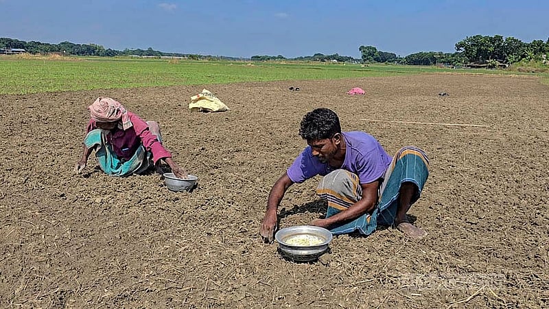 শীতকালীন ফসল হিসেবে ফরিদপুরের চরমাধবদিয়া এলাকার অনেক জমিতে মুড়িকাটা পেঁয়াজ রোপণ শুরু করেছেন কৃষকরা