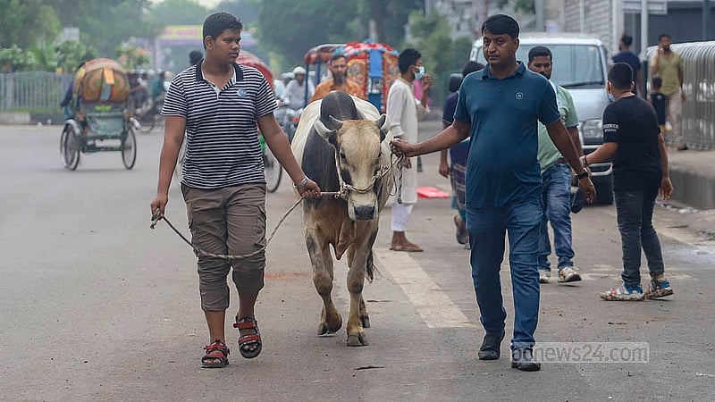 রাজধানীর তেজগাঁও হাট থেকে বৃহস্পতিবার পছন্দের গরু কিনে ফিরছেন বাসার পথে। মহাখালী এলাকা থেকে তোলা