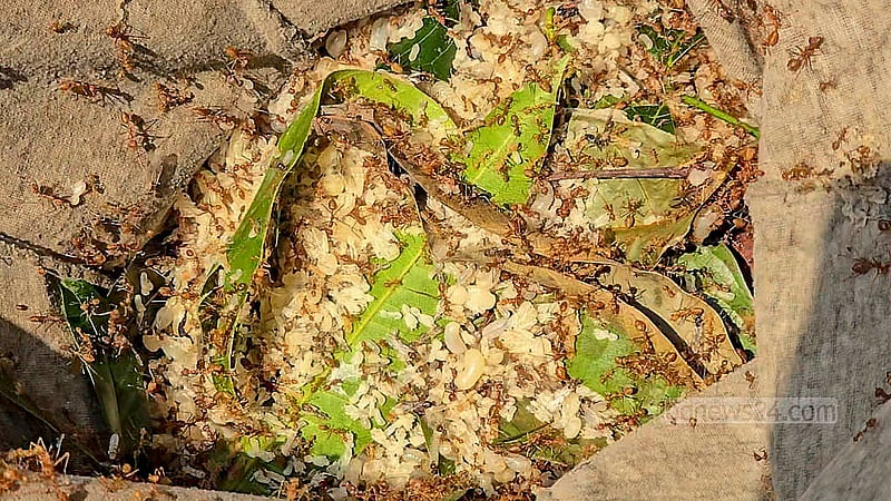 মাছ ধরার জন্য কিংবা খাঁচায় থাকা পাখির খাবার হিসেবে লাল পিঁপড়ার ডিমের চাহিদা অনেক। বাজারে এসব ডিম এক হাজার থেকে দেড় হাজার টাকায় বিক্রি হয়