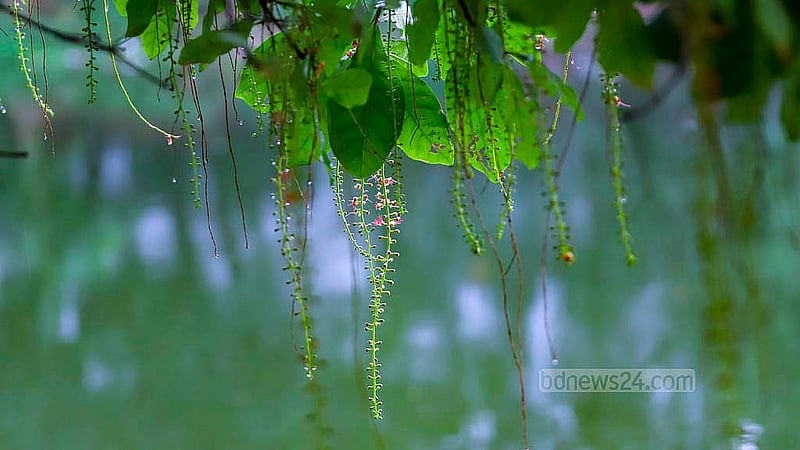 বৃষ্টিভেজা হিজল ফুলের ঝুমকা লতা। মঙ্গলবার ধানমন্ডি লেকের ধারে