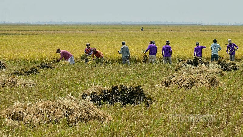 কিশোরগঞ্জে হাওরের বিস্তীর্ণ মাঠজুড়ে দোলা খাচ্ছে সোনা রঙের ধানের শীষ। বছরের বেশির ভাগ সময় পানির নিচে থাকায় বছরে একবারই ফসল হয় কিশোরগঞ্জের এসব হাওরে