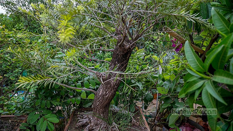 বোতল ব্রাশ গাছের এ বনসাইয়ের দামও লাখ টাকার উপরে। গাছের আকার ও বয়সের উপর ভিত্তি করে দাম ধরা হয়েছে এসব বনসাইয়ের