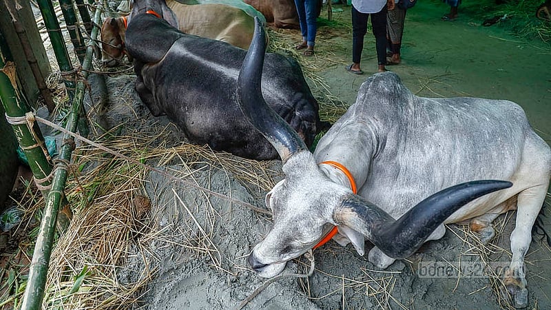 ঢাকার গাবতলীর হাটে বিশাল শিংয়ের গরু। দেশী জাতের না হলেও এর মালিকরা বলছেন, এসব গরু নিজেরাই লালন-পালন করে বড় করেছেন