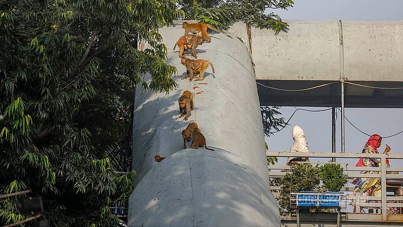 ঢাকার শাহীনবাগ, মহাখালী ডিওএইচএস ও ক্যান্টনমেন্ট এলাকায় হরহামেশা ঘুরে বেড়াতে দেখা যায় বানরদের। খাবারের জন্য শাহীনবাগ এলাকায় সড়কে চলে আসে তারা