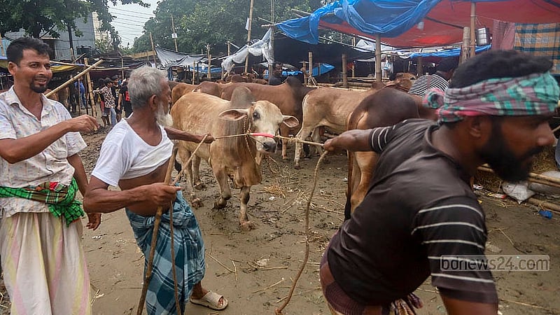 রাজধানীর তেজগাঁও কোরবানির পশুর হাটে বিভিন্ন জেলা থেকে কোরবানির পশু নিয়ে এসেছেন ব্যাপারীরা