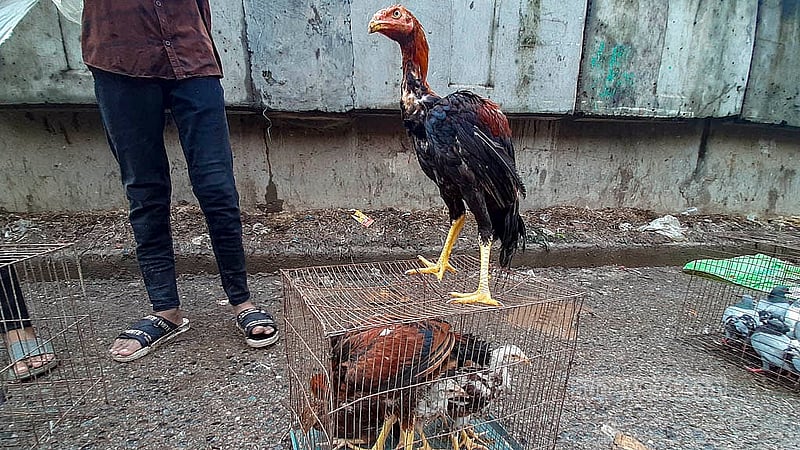 রাজধানীর কাপ্তানবাজারের কবুতর হাটে বিভিন্ন জাতের মুরগিও পাওয়া যায়