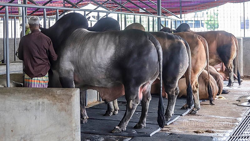রাজধানীর রামপুরায় সামারাই ক্যাটেল ফার্মে বড় আকারের গরু রাখা হয়েছে বেশ যত্নে। ৭০০ থেকে ১১০০ কেজি ওজনের গরুও রয়েছে এখানে