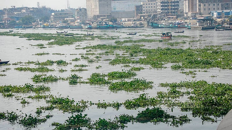 বর্ষা মৌসুম শেষে বুড়িগঙ্গা নদীতে পানি কমেছে, বেড়েছে কচুরিপানা। বাবুবাজার এলাকা থেকে তোলা