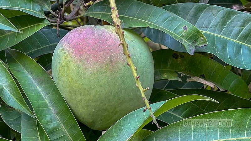 অস্ট্রেলিয়ার আমের এ প্রজাতির নাম আর টু ইটু, প্রতিকেজি বিক্রি হয় ৩০০ থেকে ৪০০ টাকায়