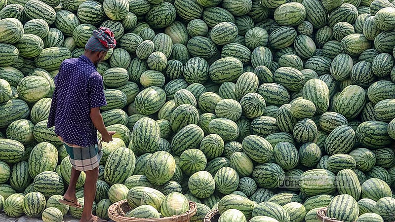 পুরান ঢাকার ওয়াইজঘাটে আকারভেদে একশ তরমুজ পাইকারিতে বিক্রি হচ্ছে ৬ থেকে ৪০ হাজার টাকা পর্যন্ত