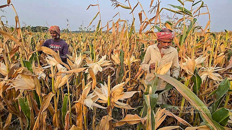 ফরিদপুরে পদ্মার চরে চাষ করা ভুট্টা পেকে গেছে। স্থানীয় কৃষকরা সেগুলো তুলছেন