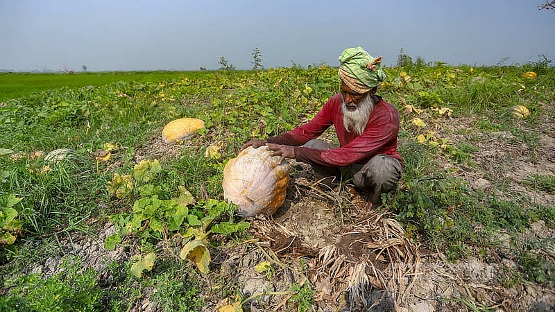 আড়িয়াল বিলে ইঁদুরের আক্রমণ থেকে রক্ষায় খড়কুটা দিয়ে ঢেকে রাখা মিষ্টি কুমড়া