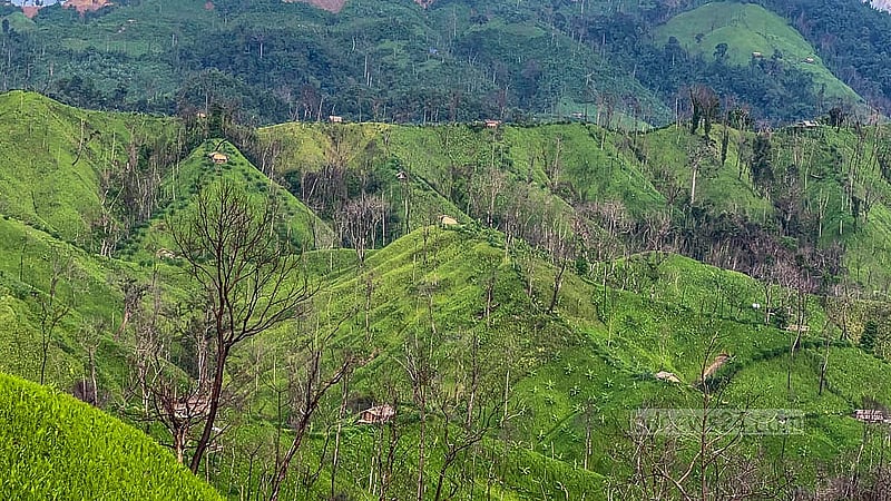 উর্বরতা কম যাওয়ায় এক পাহাড়ে এক বছরের বেশি জুম চাষ করা হয় না