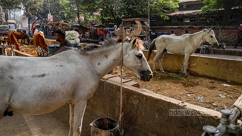 ঢাকার গুলিস্তানের বঙ্গবাজার এলাকায় যাত্রাবাড়ী-গুলিস্তান ফ্লাইওভারের নিচেই বেঁধে রাখা হয়েছে ঘোড়া