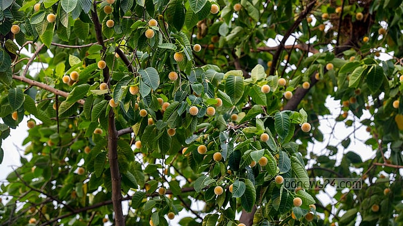 বর্ষার ফুল কদম ফুলের দেখা মিলল জ্যৈষ্ঠে। সময়ের আগে ফুটছে কদম