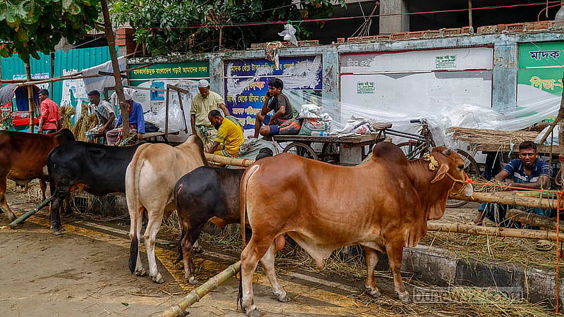 সড়কে বাঁশ পুঁতে গরু বাঁধার জন্য জায়গা করা হয়েছে আর ফুটপাতে গরুর বেপারিদের থাকার জায়গা। ঢাকার তেজগাঁয়ের লাভ রোডের বর্তমান অবস্থা এখন এমন, যে সড়কে দিয়ে হাঁটা বা যান চলাচলের কোনো উপায় নেই