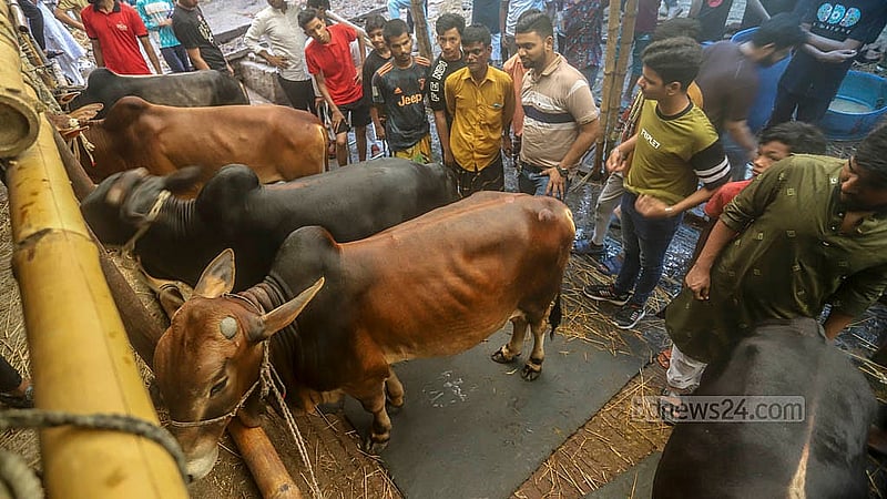 রাজধানীর গাবতলী পশুর হাটে শুক্রবার বেপারীর সঙ্গে গরুর দরদাম করতে দেখ যায় ক্রেতাদের