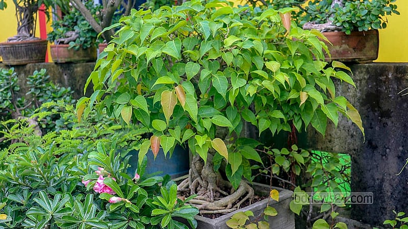 বনসাই দিয়ে আরবি ক্যালিওগ্রাফি, জীবজন্তু ও মানুষের মুখাবয়ব এবং বিভিন্ন প্রতিকৃতি ফুটিয়ে তুলেছেন হাসান ফিরোজ। কোনো বনসাইয়ে ফুটছে ফুল, ধরছে ফলও
