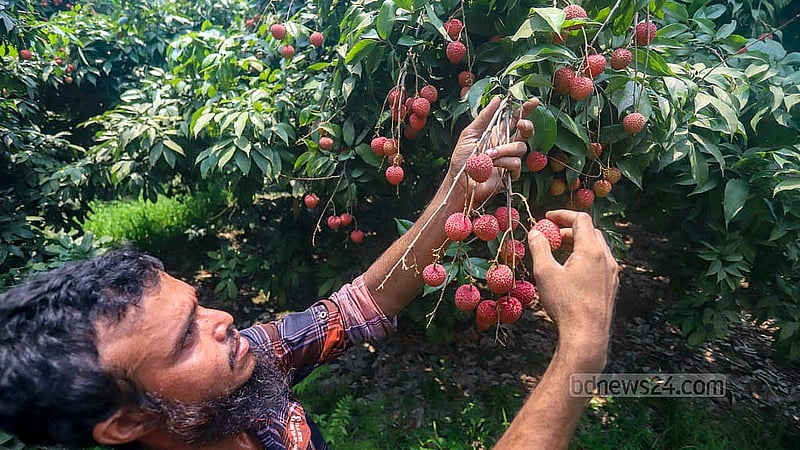নারায়ণগঞ্জের সোনারগাঁওয়ে গাছে পেকেছে লিচু। এ বছর লিচুর ফলন ভালো হওয়ার কথা বলছেন সেখানকার চাষিরা