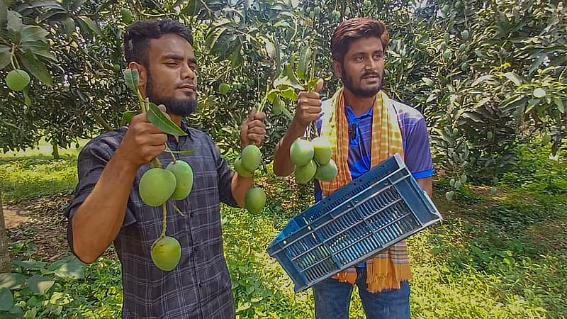 নওগাঁয় গাছ থেকে আম পাড়ছেন এক চাষি। আবহাওয়া অনুকূলে না থাকায় এবার ফলন কমার কথা বলছেন তারা