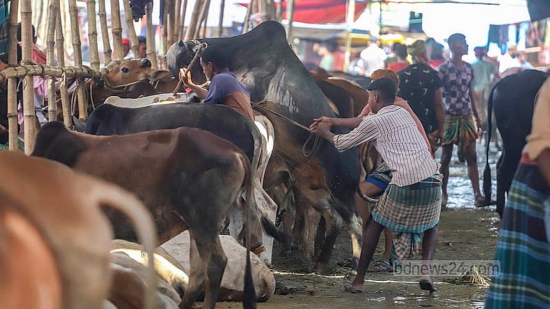 যাত্রাবাড়ীর শনিরআখড়ায় অস্থায়ীভাবে বসেছে কোরবানির পশুর হাট। ফলে ঢাকা-চট্টগ্রাম মহাসড়কের সার্ভিস লেইন বন্ধ হয়ে গেছে