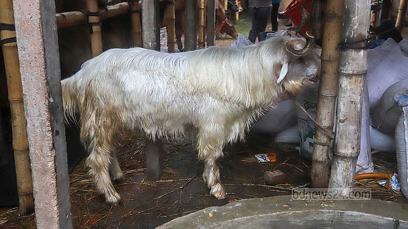 রাজধানীর গাবতলী পশুর হাটে উঠেছে কাশ্মীরি ছাগল। ১১০ কেজি ওজনের ওজনের ছাগলটির দাম চাওয়া হচ্ছে দেড় লাখ টাকা