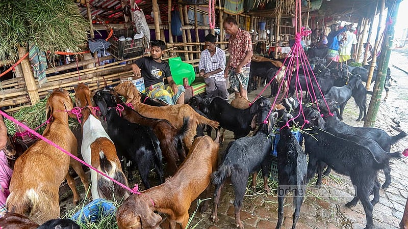 গাবতলী পশুর হাটে ছাগল নিয়ে এসেছেন বেপারীরা