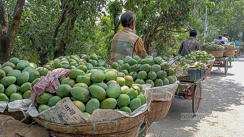 চাঁপাইনবাবগঞ্জ কানসাট আম বাজারে খিরসাপাত আম নিয়ে যাচ্ছেন চাষীরা