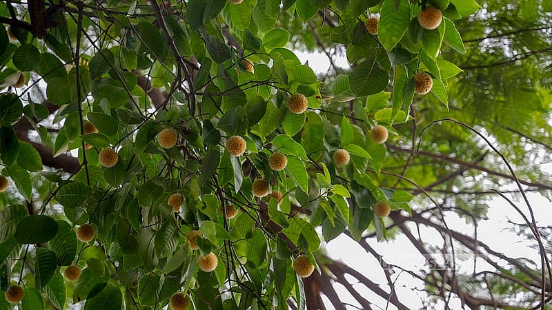 ঢাকার হাতিরঝিলে রয়েছে বেশকিছু কদম গাছ। বর্ষা আসার আগেই সেই গাছগুলো ছেয়ে গেছে ফুলে