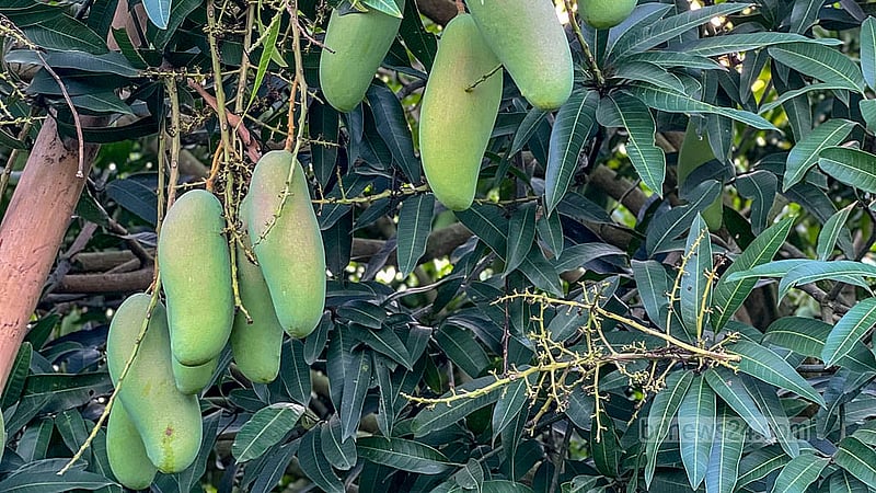 কলার মতো লম্বা এ আমের নাম ব্যানানা ম্যাংগো। থাইল্যান্ডের এ আম বিক্রি হয় ২০০ থেকে ৩০০ টাকা কেজি দরে