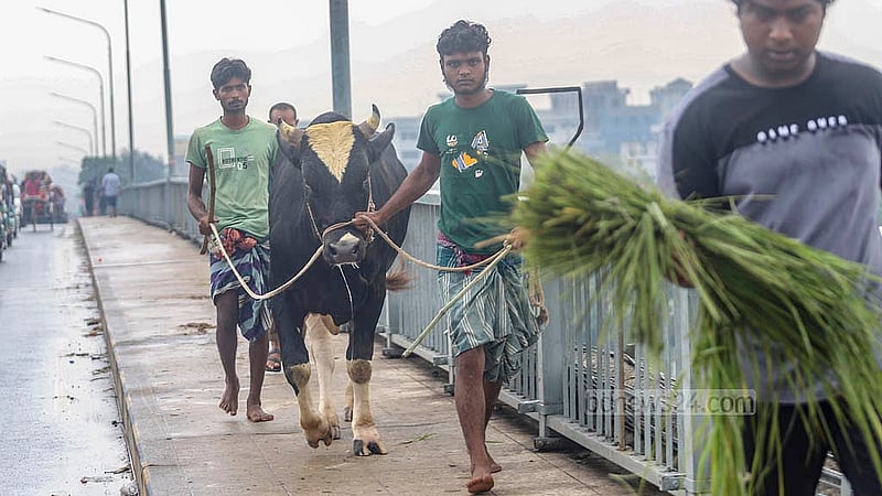 রাজধানীর পোস্তগোলা হাট থেকে বৃহস্পতিবার কোরবানির জন্য পছন্দের গরু কিনে নিয়ে যাচ্ছে একজন