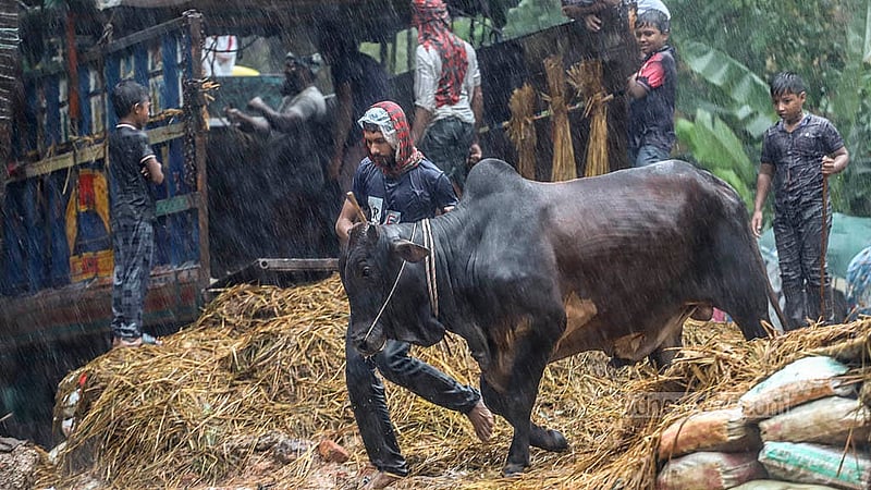 বৃষ্টির মধ্যে রাজধানীর শাহজাহানপুরে কোরবানির পশুর হাটে গরু নামাচ্ছেন বেপারীরা