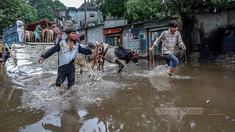 হাটে কোরবানির পশু নামানোর জায়গা ডুবে গেছে বৃষ্টির পানিতে। শুক্রবার পোস্তগোলার শ্মশানঘাট হাট থেকে তোলা