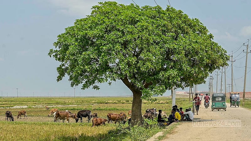 ধান কাটার মাঝে কৃষকদের বিশ্রাম। কিশোরগঞ্জের জলসাই হাওরের চিত্র