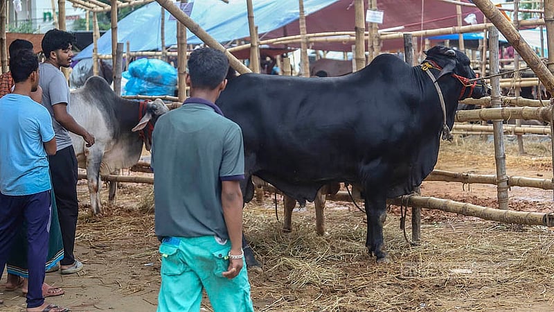 রাজধানীর তেজগাঁও কোরবানির পশুর হাটে পরিবার নিয়ে গরু কিনতে এসেছেন একজন