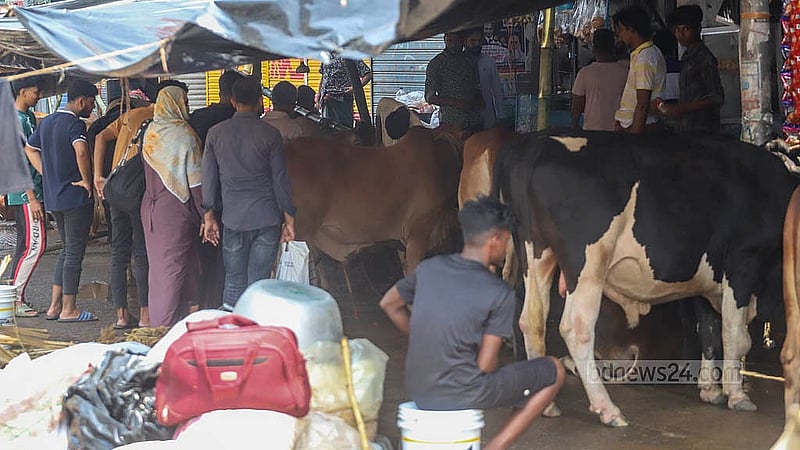 যাত্রাবাড়ীর শনিরআখড়ায় অস্থায়ী হাটে কোরবানির পশু দেখছেন ক্রেতারা। মঙ্গলবার থেকে আনুষ্ঠানিকভাবে বেচাকেনা শুরু হয়েছে