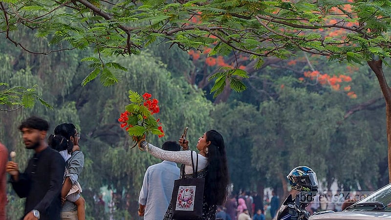 ঢাকার জিয়া উদ্যানের লেকের পারে ফোটা কৃষ্ণচূড়া মন কেড়েছে উদ্যানে আসা মানুষের। অনেকে কৃষ্ণচূড়া ফুল ছিড়ে তার সঙ্গে ছবিও তোলেন