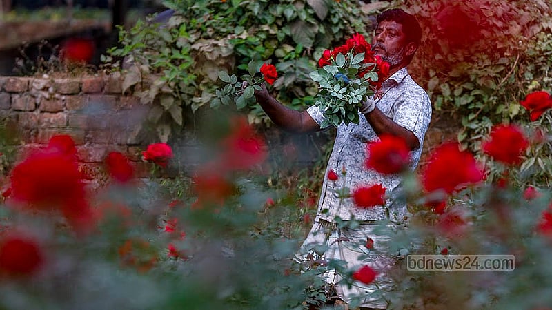 গোলাপ গ্রামের ফুলচাষি আক্কাস আলীর বাগান রয়েছে পাঁচটি। ফুল কাটছেন যে বাগান থেকে সেখানেই এবার চাষ করতে খরচ হয়েছে দেড় লাখ টাকা । তিনি আশা করছেন, সব খরচ তুলে লাভের মুখ দেখবেন