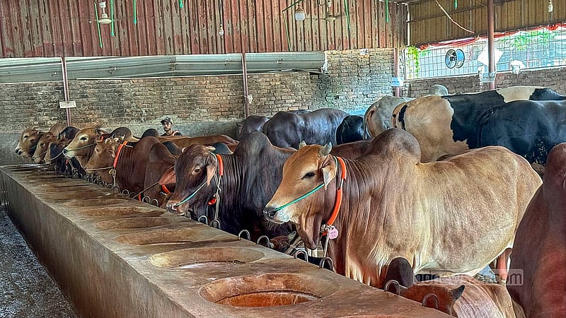 বিক্রি হলেও এসব পশু ক্রেতারা রেখেছেন খামারের তত্ত্বাবধানেই। এজন্য বাড়তি অর্থও গুনতে হচ্ছে না। কোরবানির আগে তা ক্রেতার বাড়িতে পৌঁছে দেবে খামার কর্তৃপক্ষ