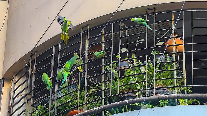 ঢাকার গুলশান-১ এর একটি বহুতল ভবনের বারান্দা ঘিরে টিয়া পাখির কোলাহল। বারান্দায় সবুজ গাছপালার মাঝে পাখির বাসা বসানো হয়েছে। রয়েছে খাবার-পানির ব্যবস্থাও
