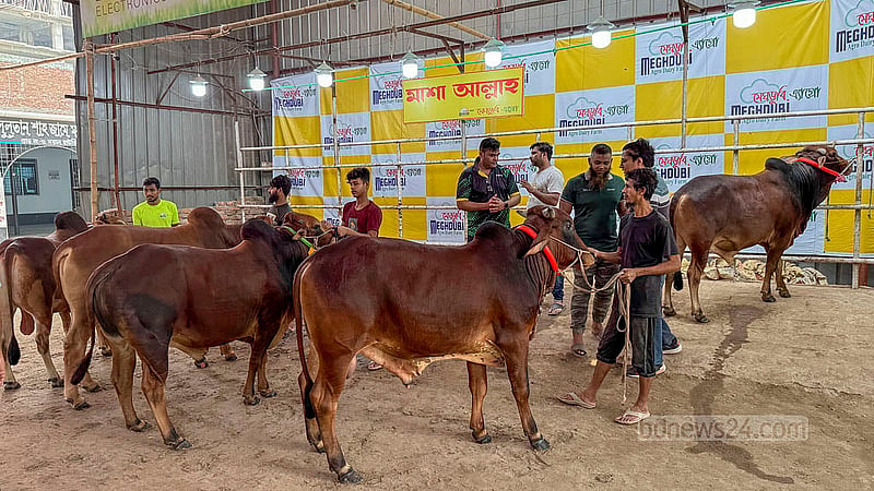 ঢাকার বছিলা এলাকার একটি খামারে কোরবানির গরু দেখছেন ক্রেতারা
