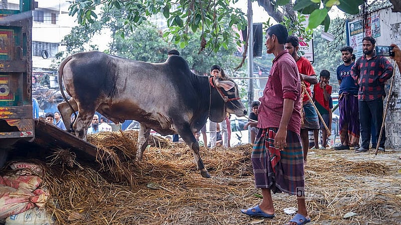 দেশের বিভিন্ন জেলা থেকে ট্রাকে করে কোরবানির পশু আনা হয় রাজধানীর হাটগুলোতে।   শনিবার তেজগাঁও কোরবানির পশুর হাটে