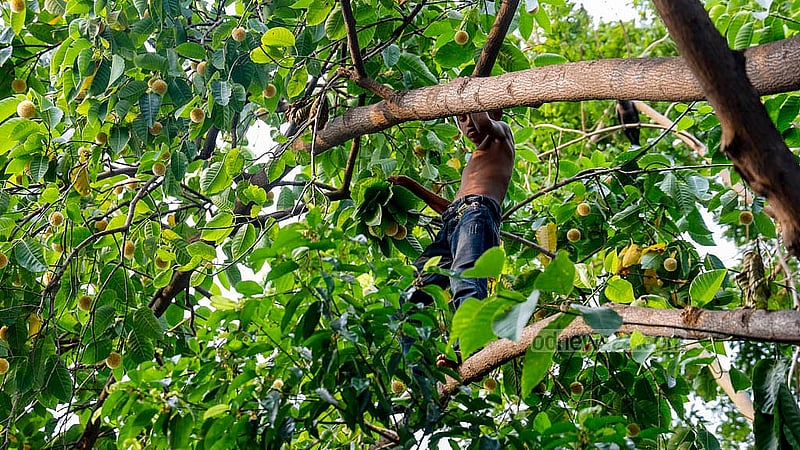 ঢাকার হাতিরঝিলে গাছ থেকে কদম ফুল পাড়ছে এক শিশু