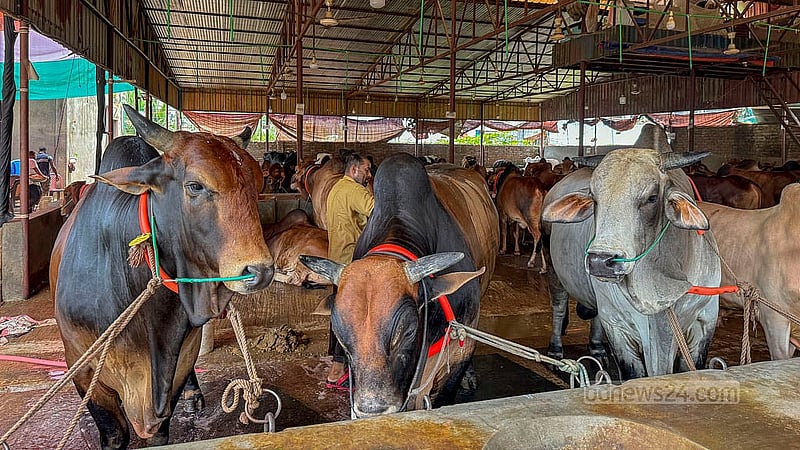 ঢাকার বছিলা এলাকার একটি খামারে কোরবানির গরু পরিচর্যায় ব্যস্ত এক কর্মচারী