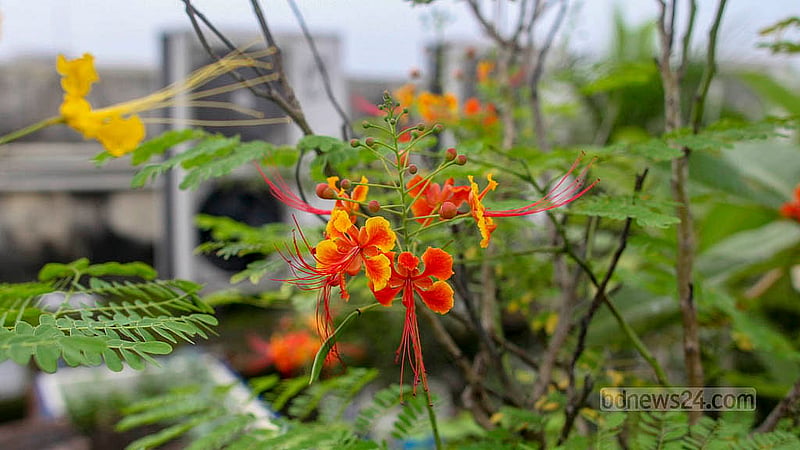 ঢাকায় বাংলাদেশ মেডিকেল বিশ্ববিদ্যালয়ের (বিএমইউ) এক নম্বরের ভবনের ছাদজুড়ে লাগানো হয়েছে নানা জাতের ফুল-ফলের গাছ