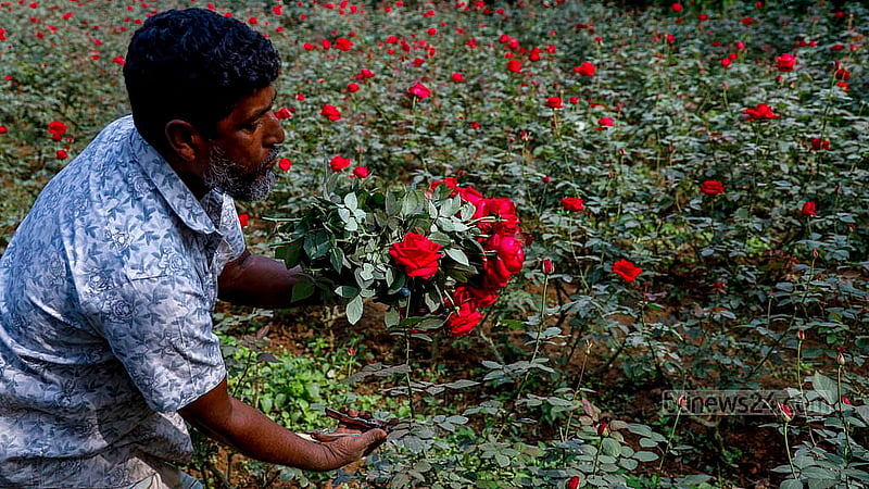 গোলাপ গ্রামের ফুলচাষি আক্কাস আলী বাগান থেকে ফুল কাটছেন। এই ফুল যাবে ঢাকার শাহবাগ ও আগারগাঁওয়ের পাইকারি বাজারে